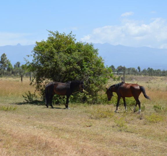 Outdoor Activities in Mount Kenya Holiday Homes Villas